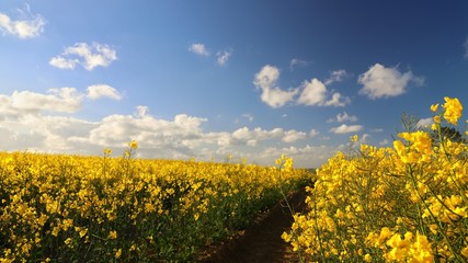 Rapsfeld in Schleswig-Holstein