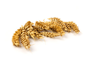 Spikelets of golden wheat,  isolated on white background