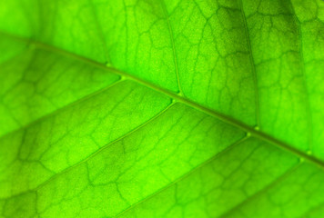 Fototapeta na wymiar コーヒーの葉をマクロで撮影