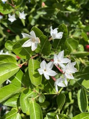 white karonda flower in garden