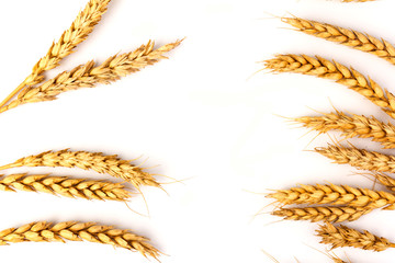 Spikelets of golden wheat,  isolated on white background