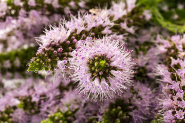 Purple peppermint flowers isolated on white background