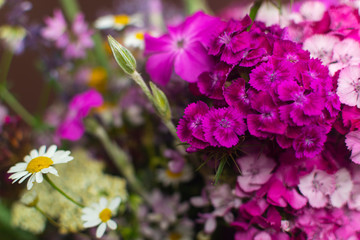 Fototapeta premium Close up and full frame photo of beutiful field flowers