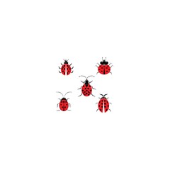 Ladybug vector