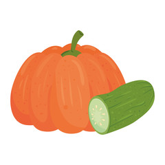 fresh vegetables, pumpkin with cucumber, in white background vector illustration design