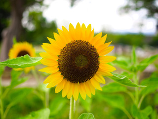 Fototapeta premium 満開のひまわり