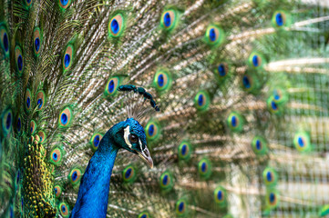 Obraz premium Male peacock bird, Pavo cristatus, with full display tail feathers