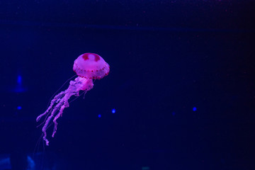 
Jellyfish in an aquarium in ultraviolet water.