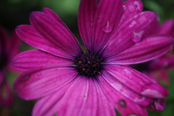 Raindrops on a purple daisy flower
