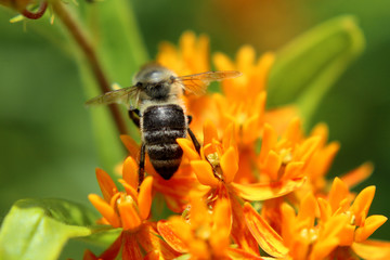 Honeybee