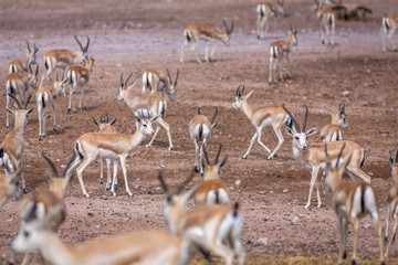 Group of a beautiful young sand gazelles (Gazella Marica) in the park, Arabian Peninsula.