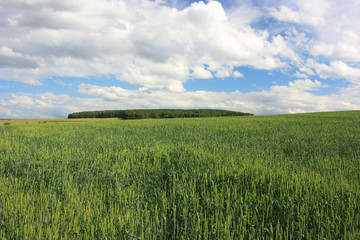 Fototapeta premium Green field under blue sky