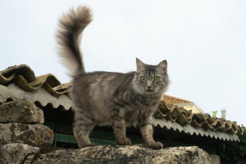 Chat