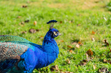 Fototapeta premium Peafowl walking on the grass. Peafowl is a common name for three species of birds in the genera Pavo and Afropavo of the Phasianidae family, the pheasants and their allies. 