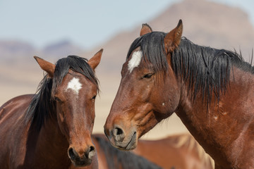 Obraz premium Wild Horses in the Utah Desert in Spring