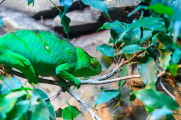 Naklejka na ściany i meble Chameleon camouflaging in green foliage. Colour change in chameleons has functions in camouflage, but most commonly in social signaling and in reactions to temperature and other conditions.