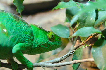 Chameleon camouflaging in green foliage. Colour change in chameleons has functions in camouflage, but most commonly in social signaling and in reactions to temperature and other conditions.