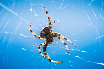 European Garden Spider or Diadem Spider in its Web Close Up