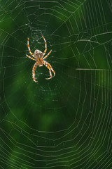 European Garden Spider or Diadem Spider in its Web