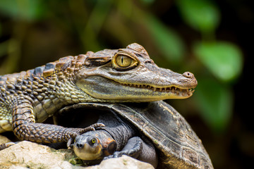 close up of a lizard