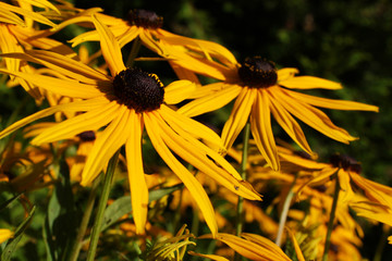 Rudbekia błyskotliwa. Jeżówka.