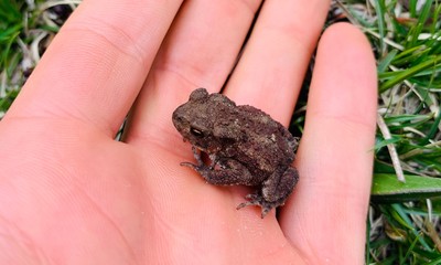 frog on a hand
