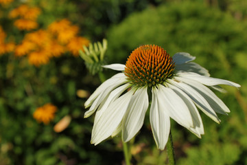 Jeżówka biała (Echinacea).