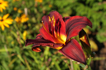 Liliowiec ogrodowy.