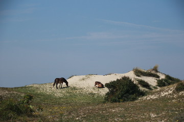 Wild horses in the dunes