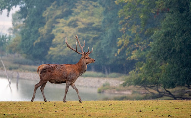 Fototapeta premium deer in the forest