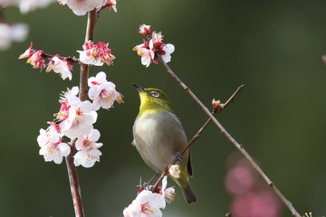 梅と野鳥