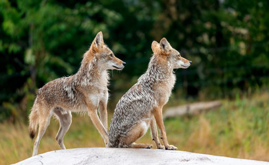 Two Coyotes on the lookout on a promontory in an animal park