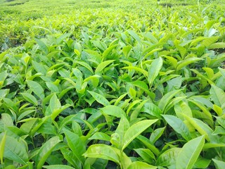 photo of beautiful tea garden in indonesia