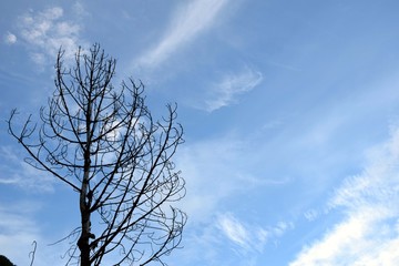 Beautiful picture of tree and blue sky in background in nainital uttarakhand India