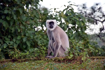Beautiful picture of monkey sitting on tree top