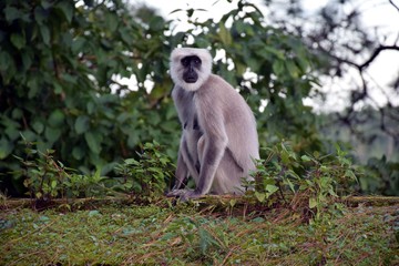 Beautiful picture of monkey in Nainital uttarakhand