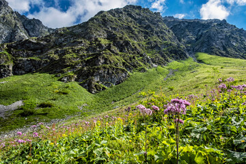 Flowering meadow, Sad valley, Western Tatras, Slovakia, hiking theme