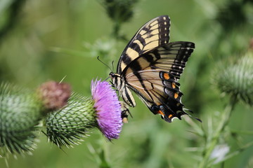 Fototapeta na wymiar Eastern tiger swallowtail butterfly on thistle flower