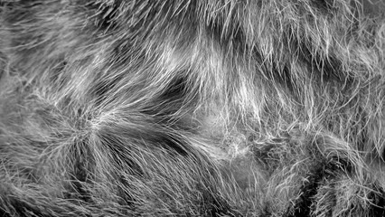 Cat fur abstract background, with texture of Fur pet focus, fashion element design black cat and dark hairs close-up, vintage in pattern concept.