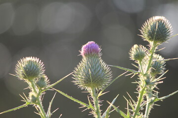 Backlit bull thistle
