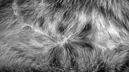 Cat fur abstract background, with texture of Fur pet focus, fashion element design black cat and dark hairs close-up, vintage in pattern concept.