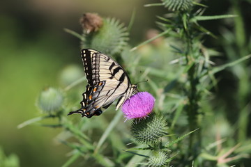 Eastern tiger swallowtail butterfly on thistle flower