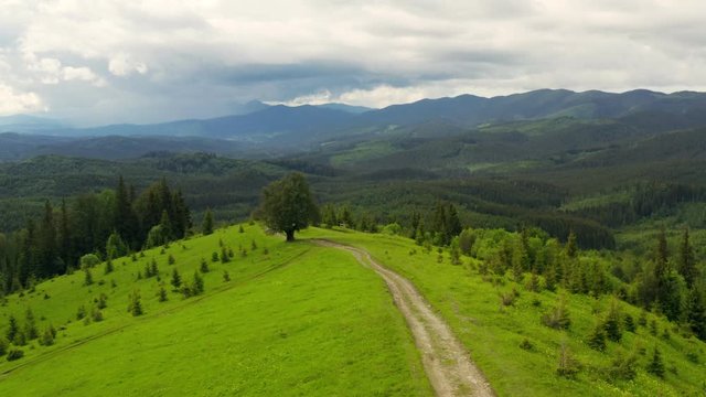 Forest mountains green field hill jungle treen aerial