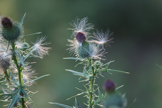 Bull Thistle Seeding