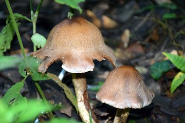 Beautiful picture of wild plant in jungle