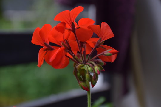 close up picture of red geranium