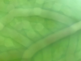 abstract green background