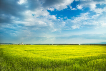 Kornfeld mit Frühlingshimmel und Wolken