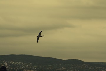 Fototapeta na wymiar Seagull flies over Lake Balaton (pictured on ferry)