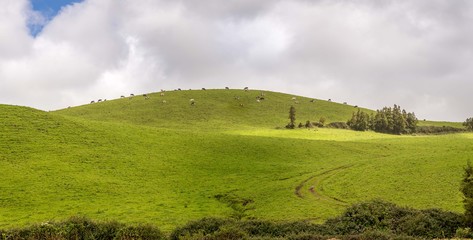 Obraz premium Azores Cows